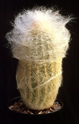 Espostoa_melanostele_1